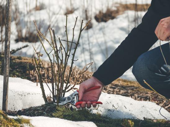 Maak jouw tuin winterklaar